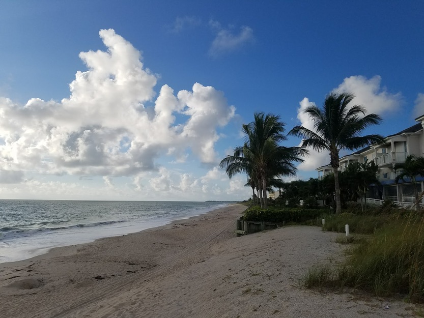 Beach palms