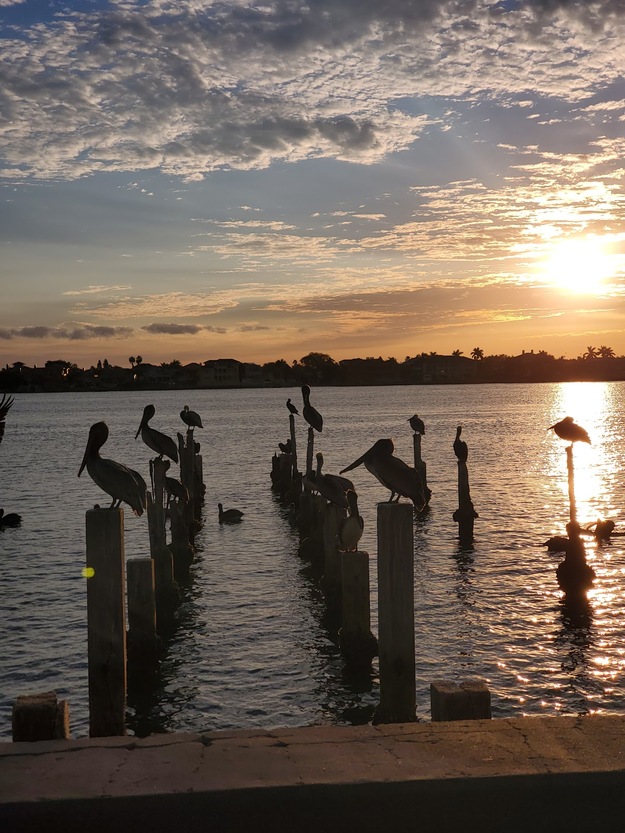 Pelicans on the beach