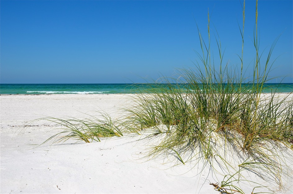 Grass on the beach