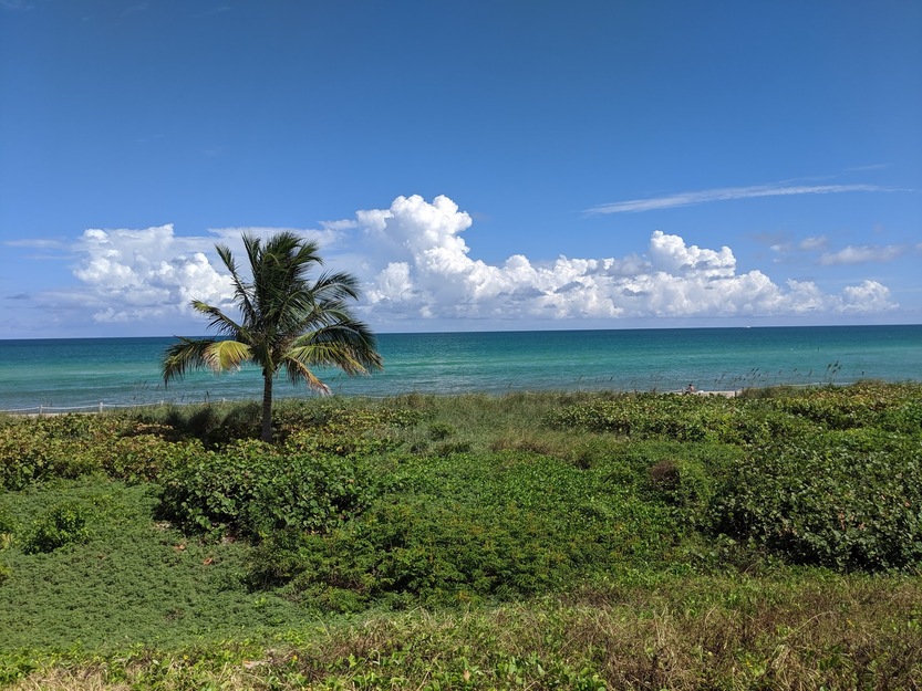 Palm and grass on the seashore