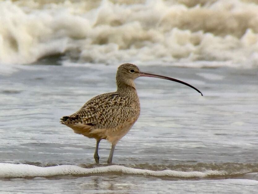 Bird on the seashore