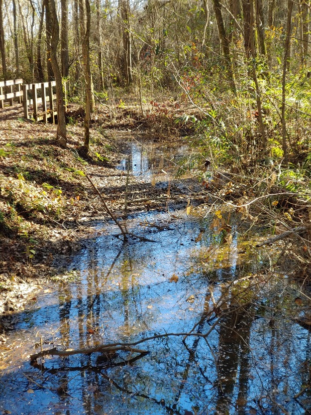 Creek in the park