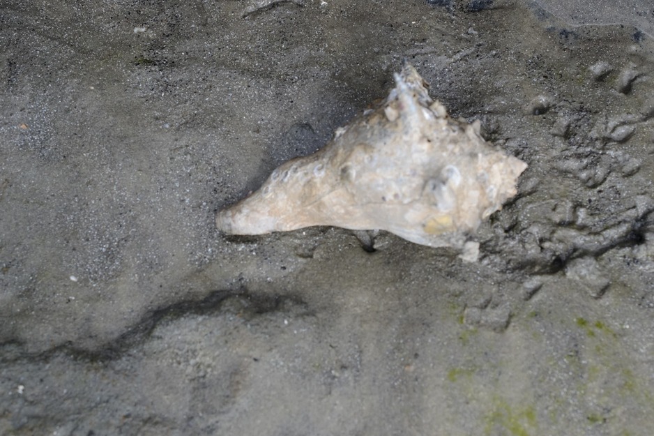 Seashell on the sand