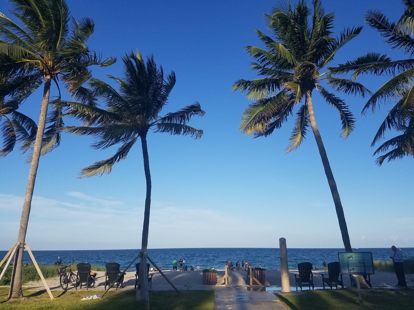 Beach palms