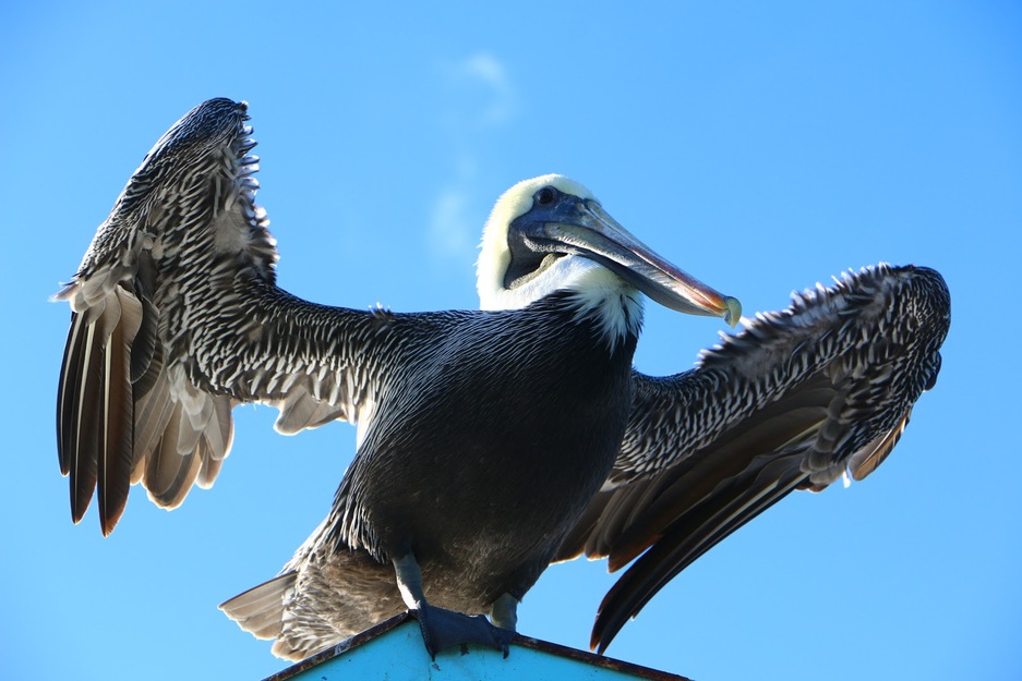 Bird