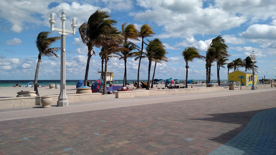Beach palms