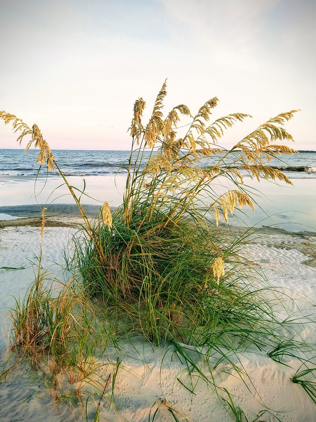 Grass on the beach