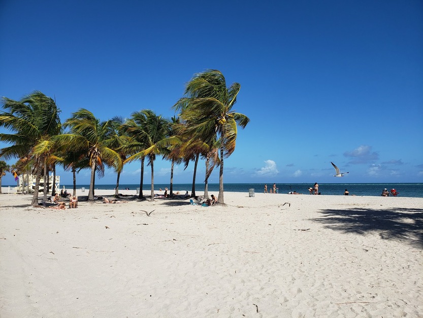 Beach palms