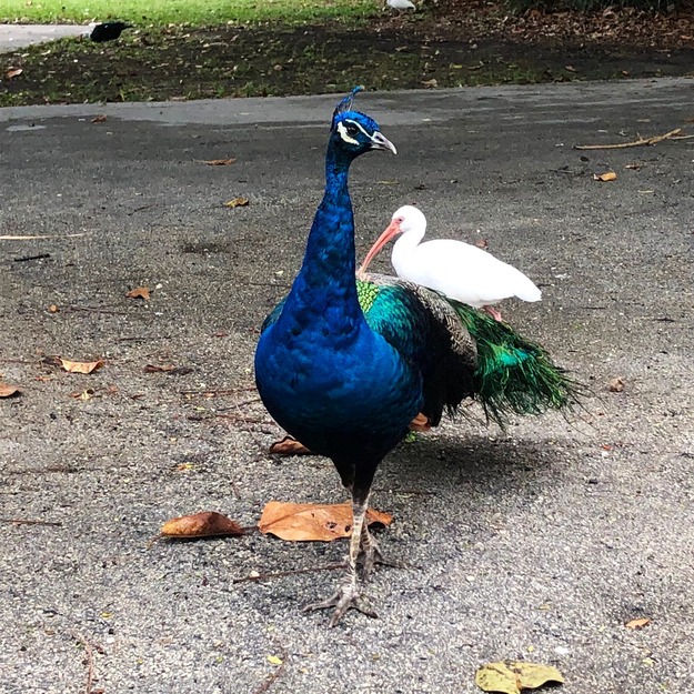 Birds in Crandon Park